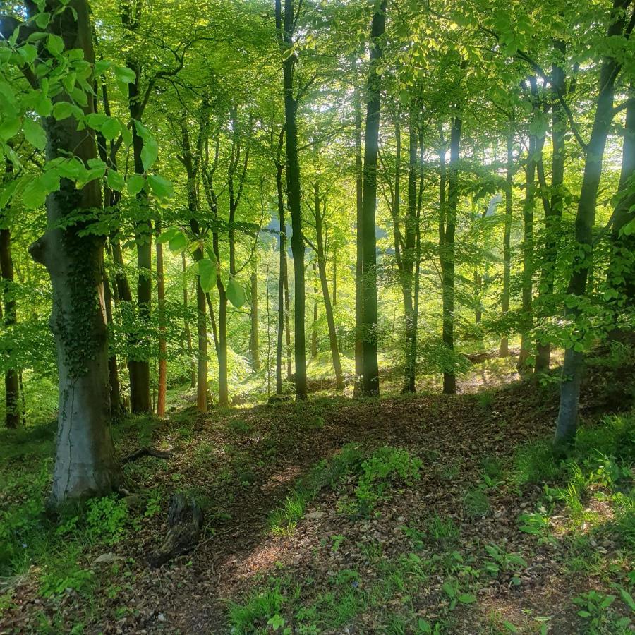 Forest Cedar Lodge, Forest Of Dean Cinderford المظهر الخارجي الصورة